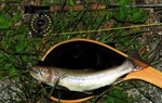 070612.11.jpg