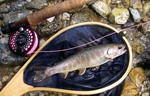 070628.1.jpg