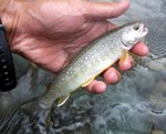 080710.5.jpg