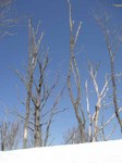 090318.4.jpg