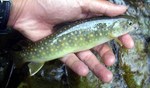 090604.3.jpg