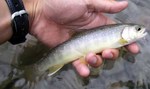 090622.3.jpg