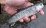 090629.1.jpg