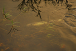 09salmon2.jpg