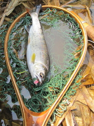 IMG_1999.jpg