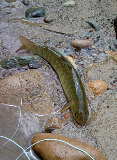 NEC_0249.JPG
